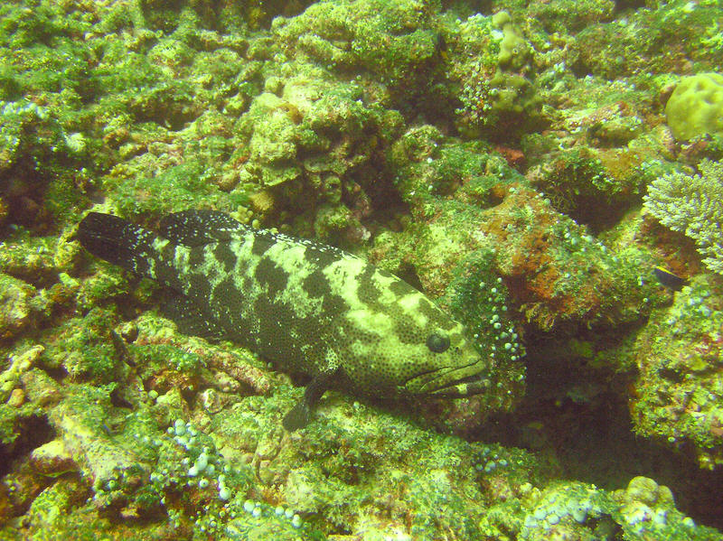 Just to be confusing, this grouper at Kuda Miaru Thila is known by two names: Smalltooth Grouper, Epinephelus microdon, or Marbled Grouper, Epinephelus polyphekadion.  (186k)