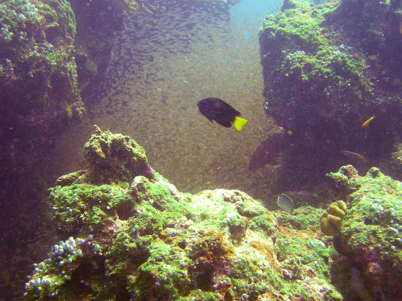 A Philippine Damsel, Pomacentrus philippinus, (with the yellow tail), poses in front of a mass of Slender sweepers, Parapriacanthus ransonneti, hiding between two coral blocks at Kuda Miaru Thila.  (148k)