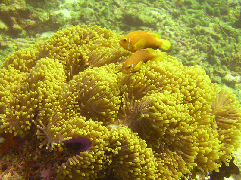 Two more with with two common names: Blackfooted clownfish or Maldives anemonefish, Amphiprion nigripes, at Kuda Miaru Thila, hiding in their favourite Giant or Magnificent sea anemone, Heteractis magnifica.  (155k)