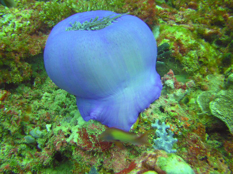 Magnificent sea anemone closed up at Atabu Thila.  (141k)