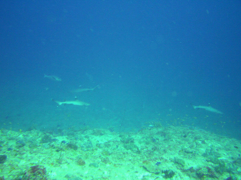 Three White-tip reef sharks, Triaenodon obesus, pass by in the distance at Mama Giri.  (69k)