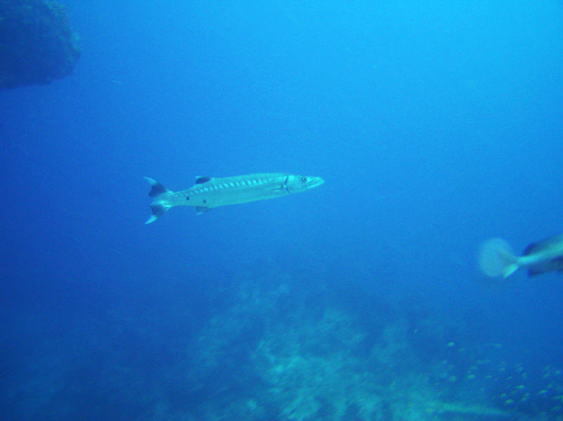 Great Barracuda, Sphyraena barracuda, at Panettone Kandu.  (47k)