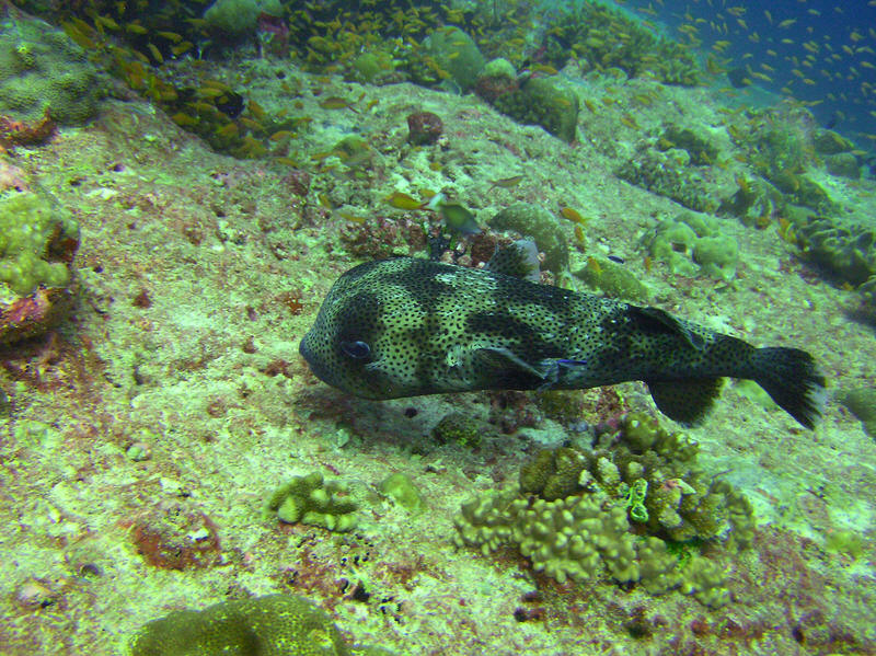 Some sort of Porcupine fish, Diodontidae, about 60cm long, at Panettone Kandu, but I can't find it in my reference books.�
        Perhaps Spotted burrfish, Chilomycterus atringa, though this is an Atlantic fish (see www.fishbase.org entry).  (170k)