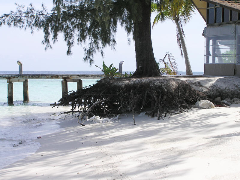 The roots of this large tree beside reception have been almost completely exposed by the waves.  (99k)