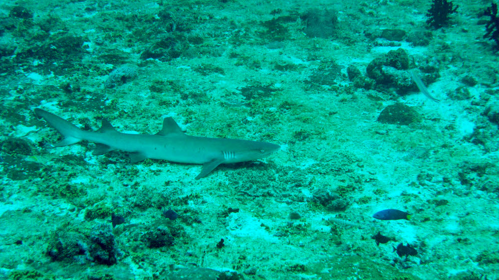 A Whitetip Reef Shark (Triaenodon obesus) tries to get some rest on a nice soft patch of sand at Panettone Kandu.  (208k)