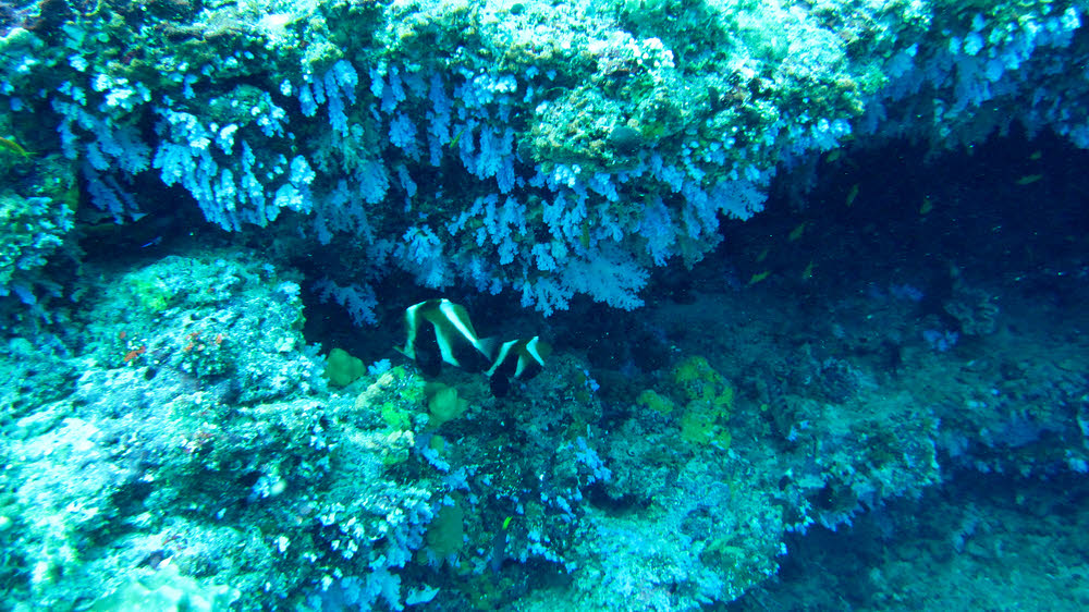Beautiful blue Cauliflower Soft Coral (Scleronephthya sp) and a pair of Phantom or Indian Bannerfish (Heniochus pleurotaenia) at about
        20m at Emmas Thila.�The blue coral looks brighter than this underwater, and is commonly found hanging from ceilings and walls at this sort of depth.   (230k)