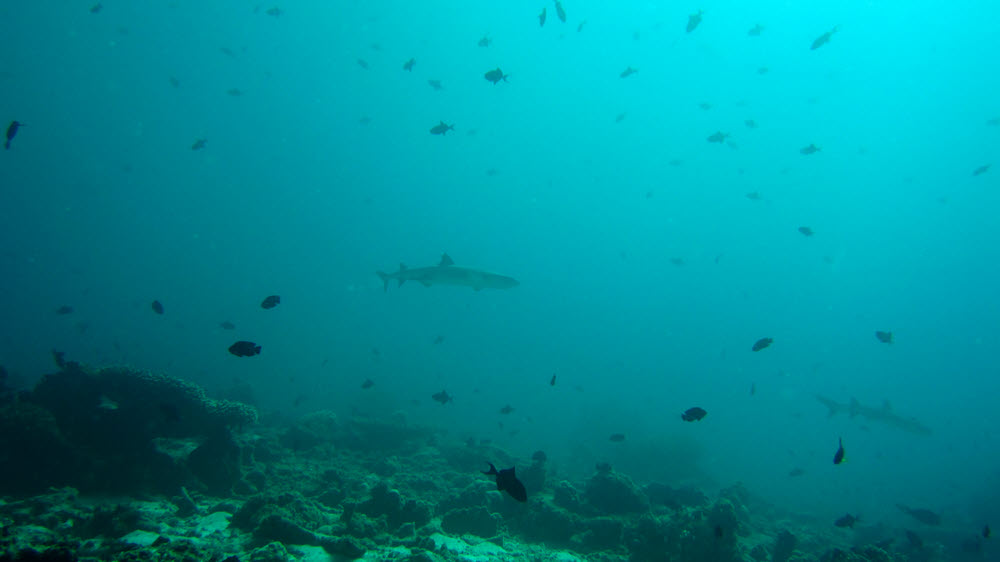 A couple of Whitetip Reef Sharks (Triaenodon obesus) swim past at Kuda Miaru Thila.  (47k)