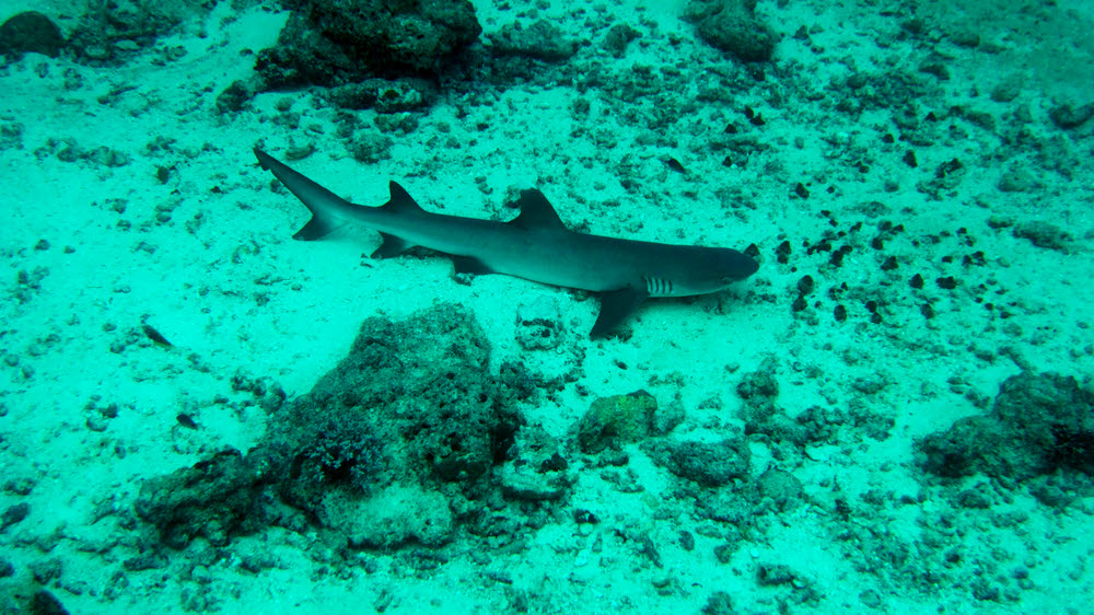 A Whitetip Reef Shark (Triaenodon obesus) swims near us and settles down on the sand at 20m for a kip at Fish Head.  (234k)