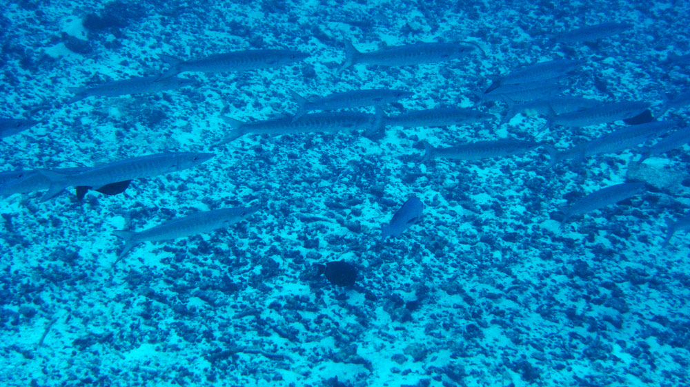 Part of a big shoal of Sawtooth Barracuda (Sphyraena putnamiae) hold station against the current at 25m at Warren Thila.  (353k)