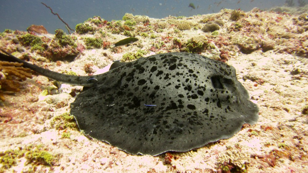 A stingray, aka giant reef ray, (Taeniura melanospilos), resting on the bottom.at Bulaloi Thila.