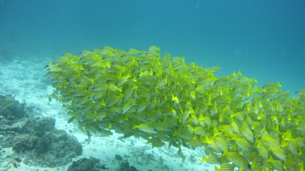 A large group of Bluelined snappers (Lutjanus kasmira) relax out of the current in the lee of the reef at Rehi Thila.