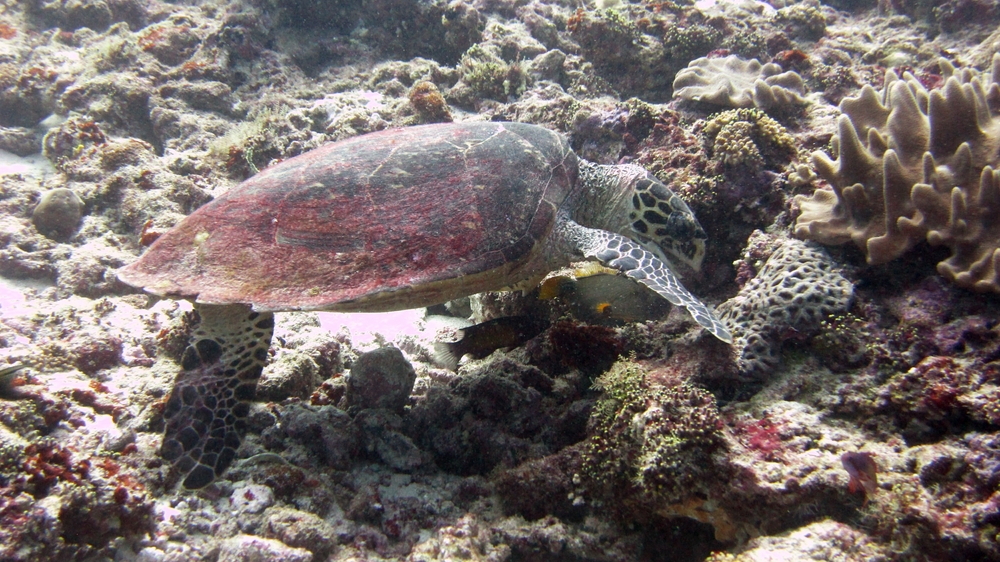 A Hawksbill turtle (Eretmochelys imbricata) munches away at some coral at Panettone Kandu, ignoring me completely.