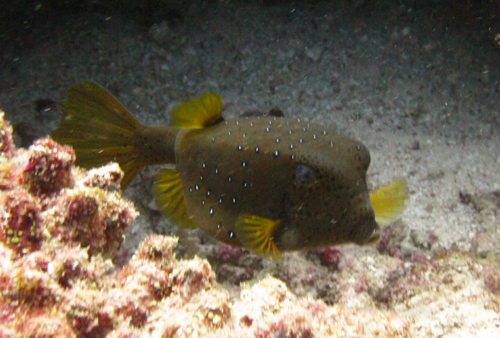 Another, darker form of Yellow boxfish (Ostracion cubicus) at Panettone Manta Point. 