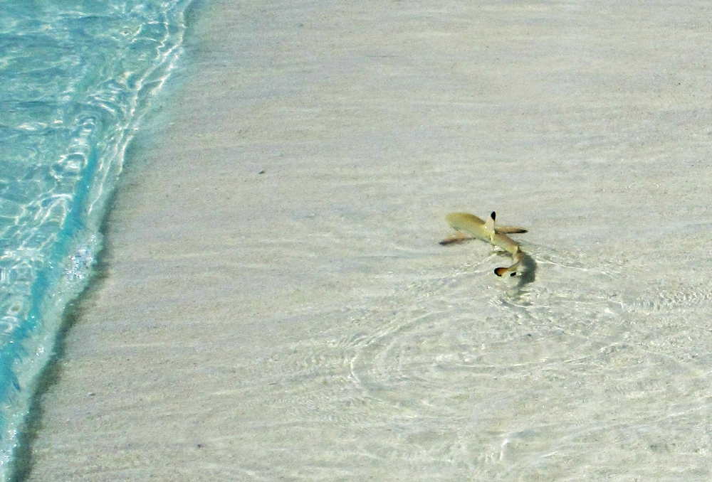 Harmless baby Black-tip reef sharks cruise around the island in the shallows.