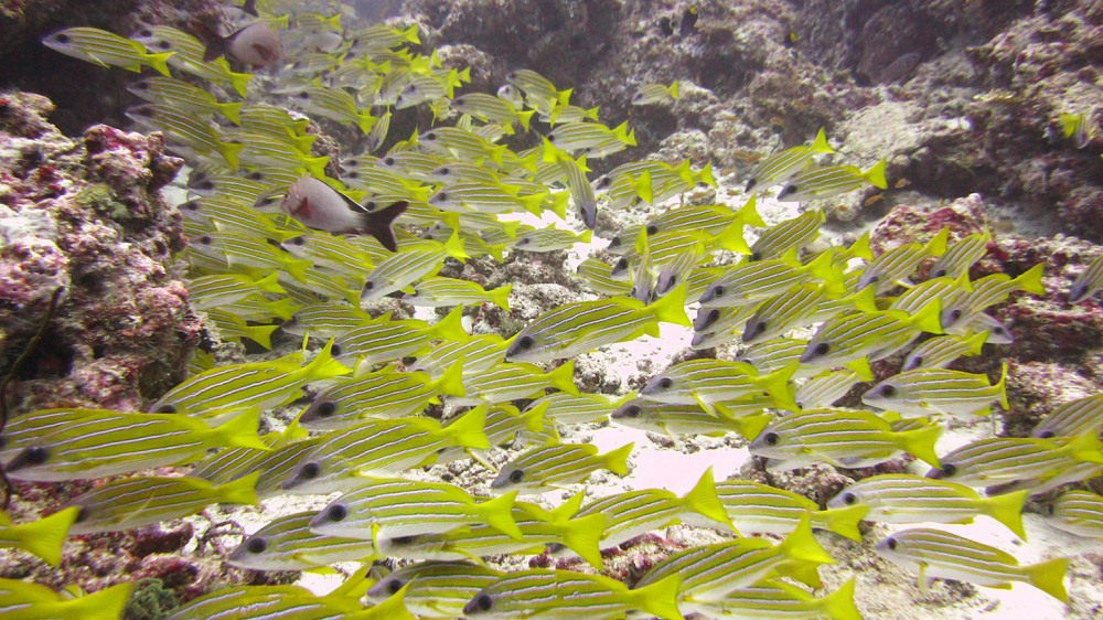 A group of Bluelined snappers (Lutjanus kasmira) shelter from the current at Panettone Manta Point.