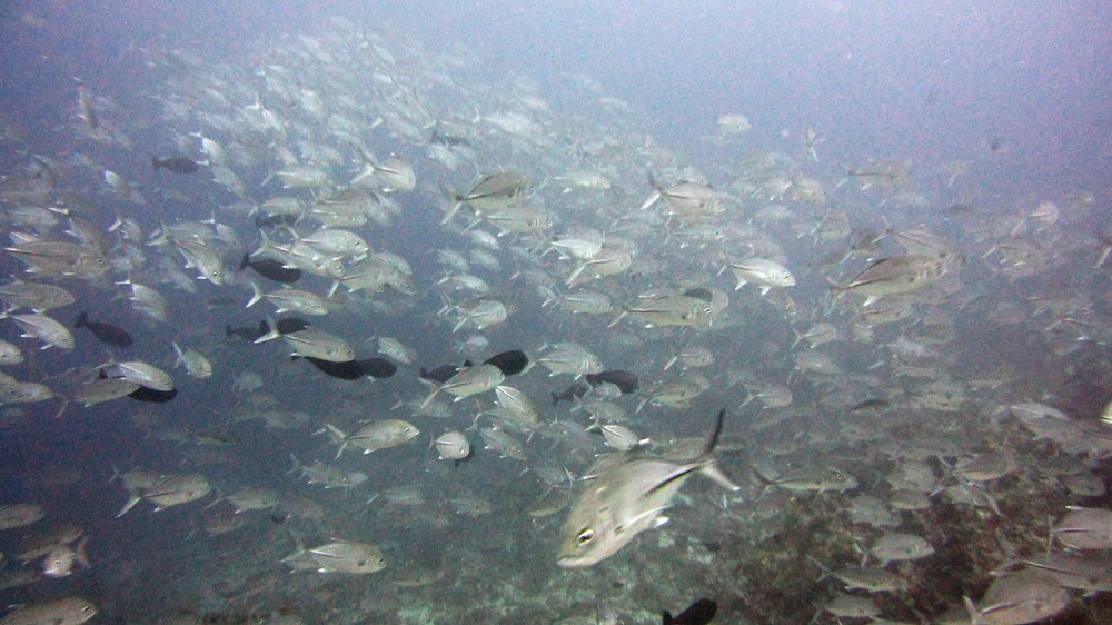 A huge group of Jackfish. I think these are Bigeye trevally (Caranx sexfasciatus) in the murk at Tamala Thila.
