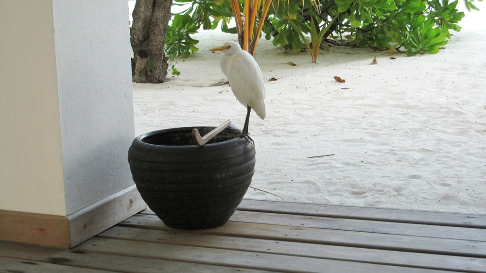 This cattle egret was a regular visitor to our room - he enjoyed drinking from (and pooing in) our foot-bath on the veranda.