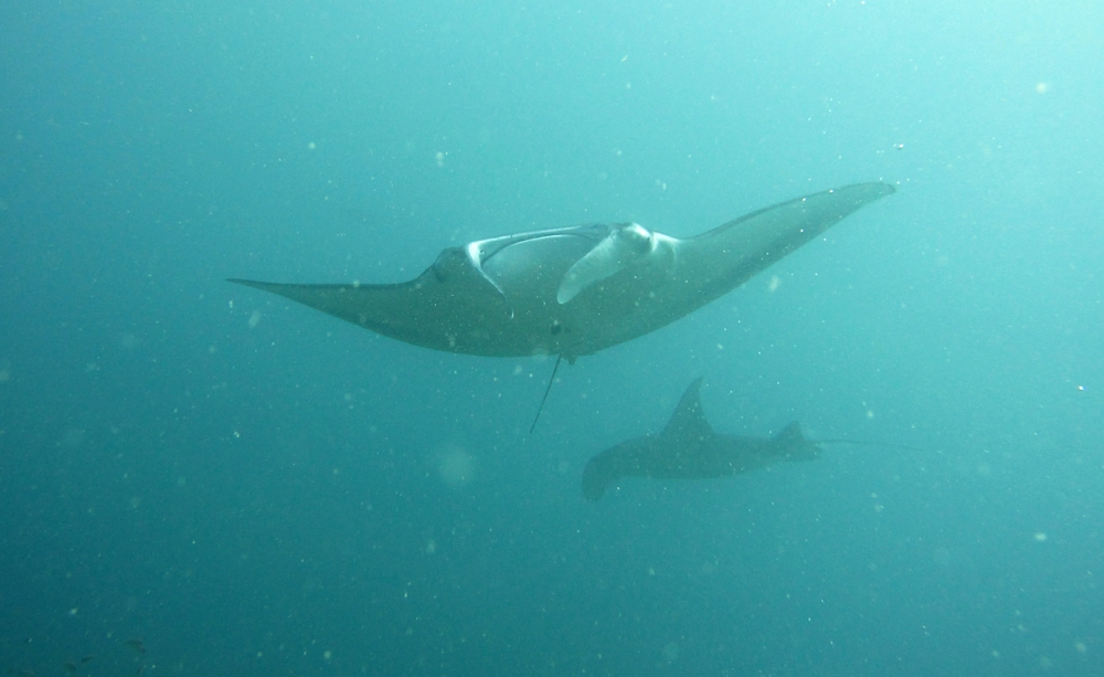 A couple of Reef Manta rays (Manta alfredi) circled around the cleaning station for half the dive time at Maavaru Corner on my first visit this year. 