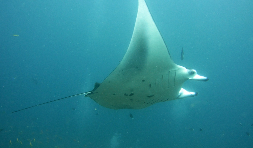 Same dive-site, on a different day. But the spot patterns are identical - it's the same manta!