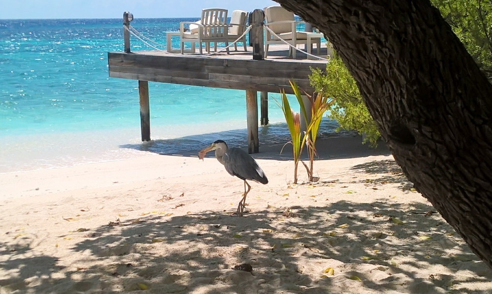 From our restaurant table: Linda has given Aaron the heron a piece of tuna cadged from the BBQ chef. He's taking it down to the sea to wash
        all the sand off, before swallowing it.