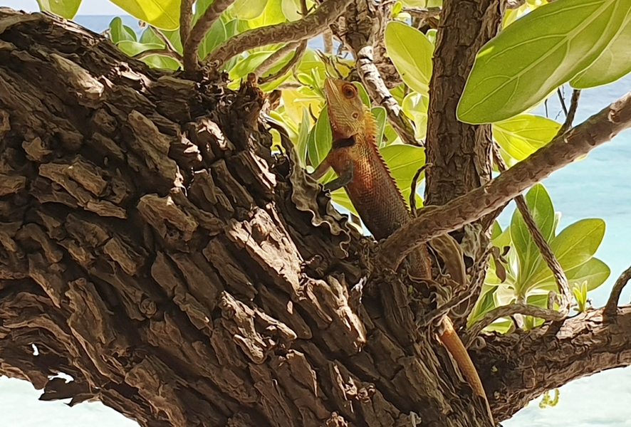 On the tree next to our table in the restaurant, this lizard eyes my meal enviously...