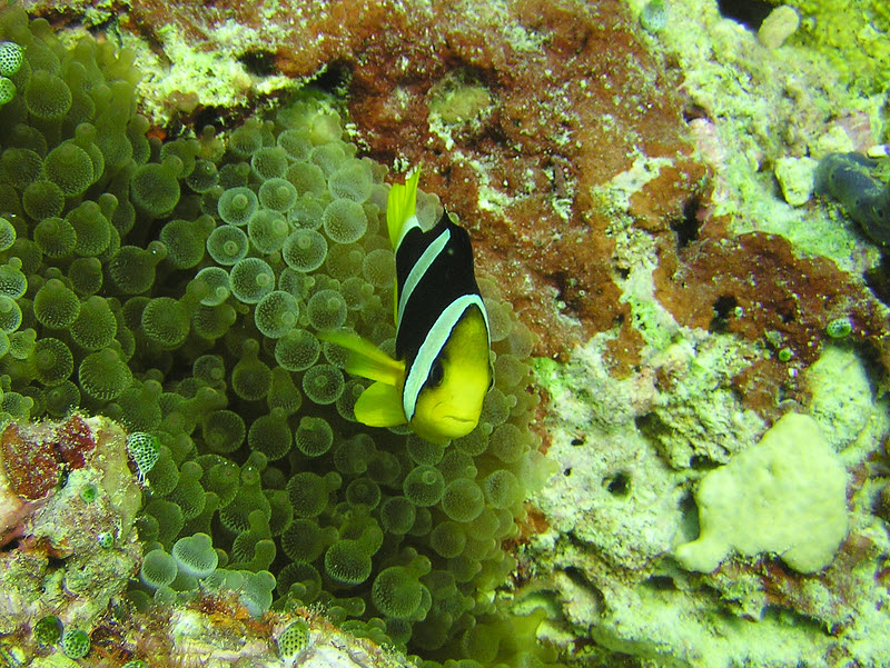 ...and nearby is a Clark's Anemonefish (Amphiprion clarkii).   (231k)