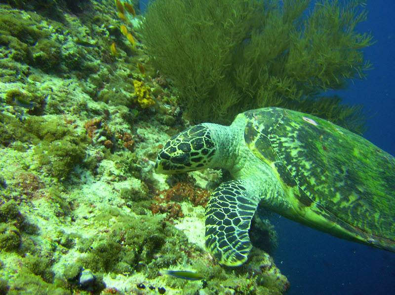 ...he just kept his head down, chomping away at the algae growing on the coral on the reeftop.  (214k)