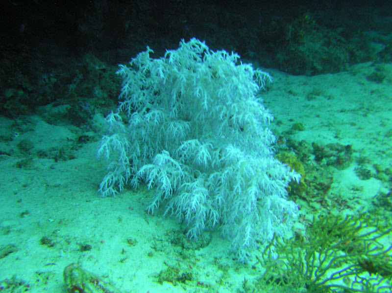 Fir-tree Black Coral (why is it called black coral when it's white?) (Antipathes abies) under an overhang at 17m at Medu Thila.  (169k)