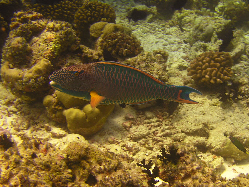 Bicolour Parrotfish (Cetoscarus bicolor) at Medu Thila.  (177k)