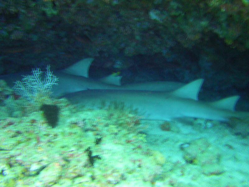 Two big Nurse sharks (Nebrius ferrugineus) fast asleep beside each other at the back of a cave at 13m at Ellaidhoo Thila.�There wasn't really enough light
        under the overhang, hence the motion blur. (114k)