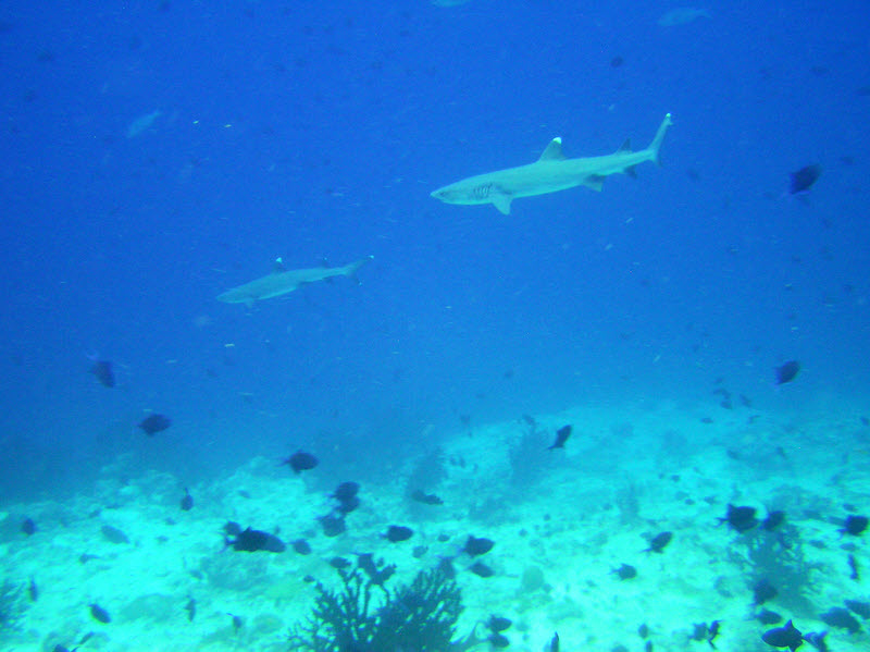 Two Whitetip reef sharks swim past a few minutes later at Ellaidhoo Thila.  (93k)