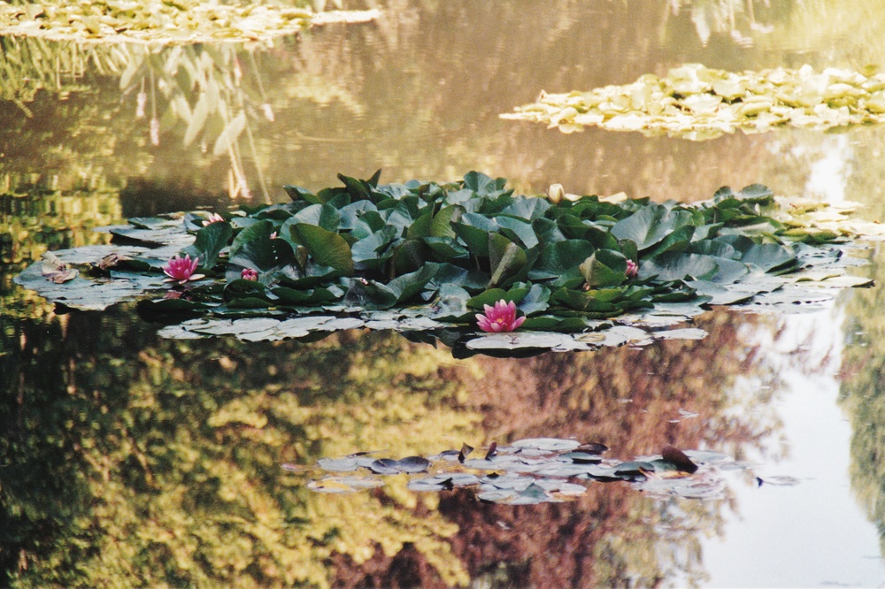 Water lilies in Monet's Japanese garden.