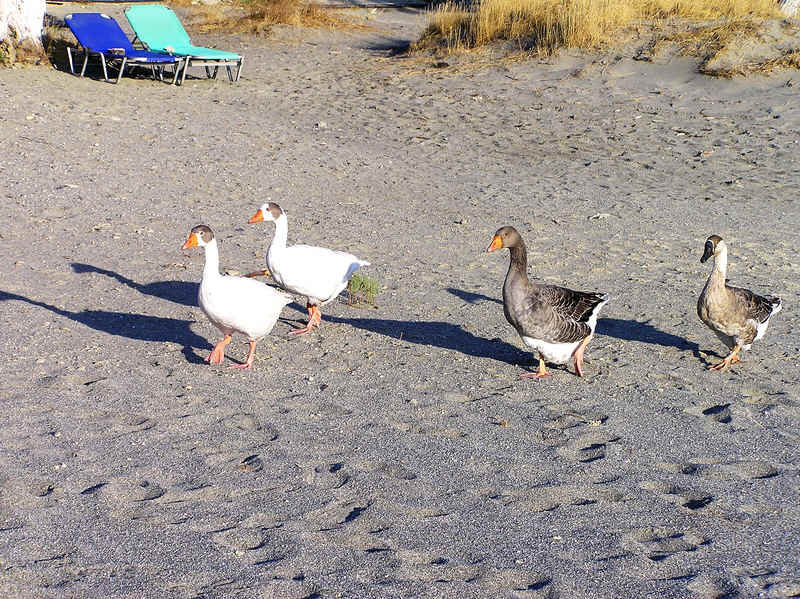 This gaggle of geese spent the day cadging food from sunbathers. (104k)