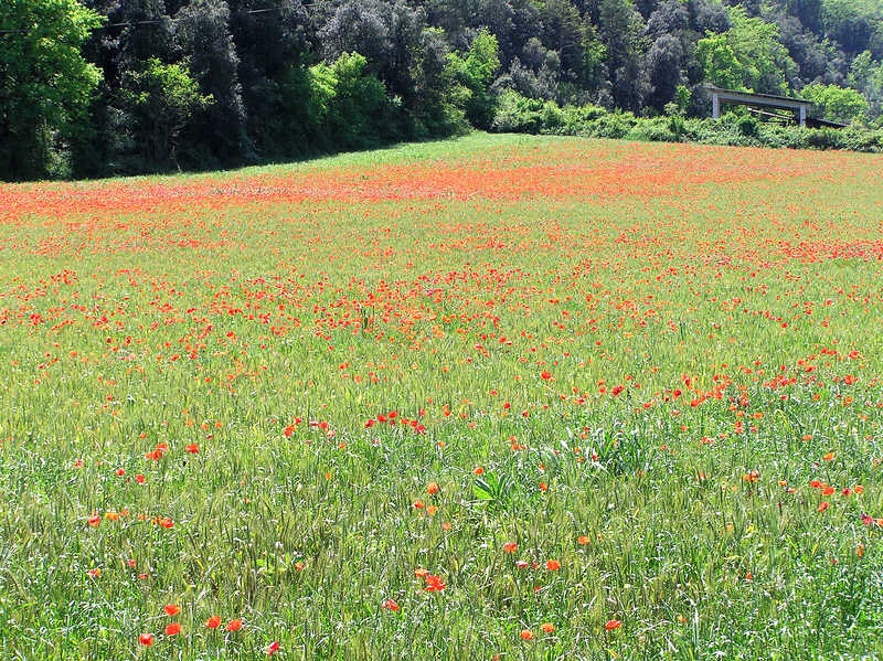 Poppies in a field near Besalu.  (153k)