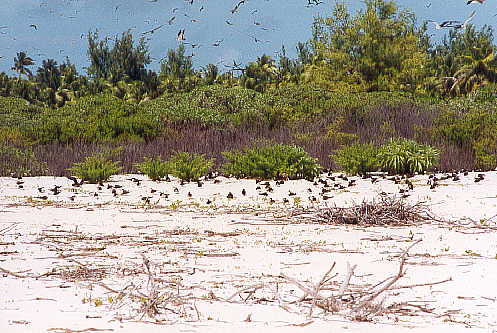 Sooty terns (49k)