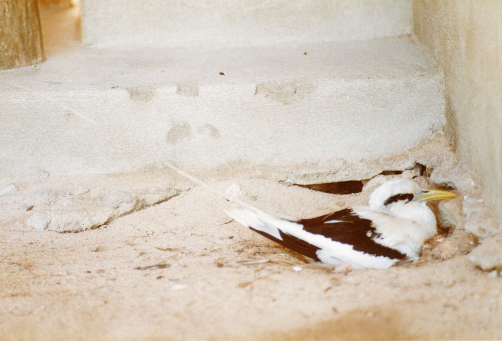 This White-tailed Tropicbird had made its nest in a scrape underneath the table in the Arrivals Hall.  They are
            very protective of their eggs, and this one didn't even move while the owner was sitting at the desk above it, giving the welcome speech.  Note
            the beautiful long white tail feather.