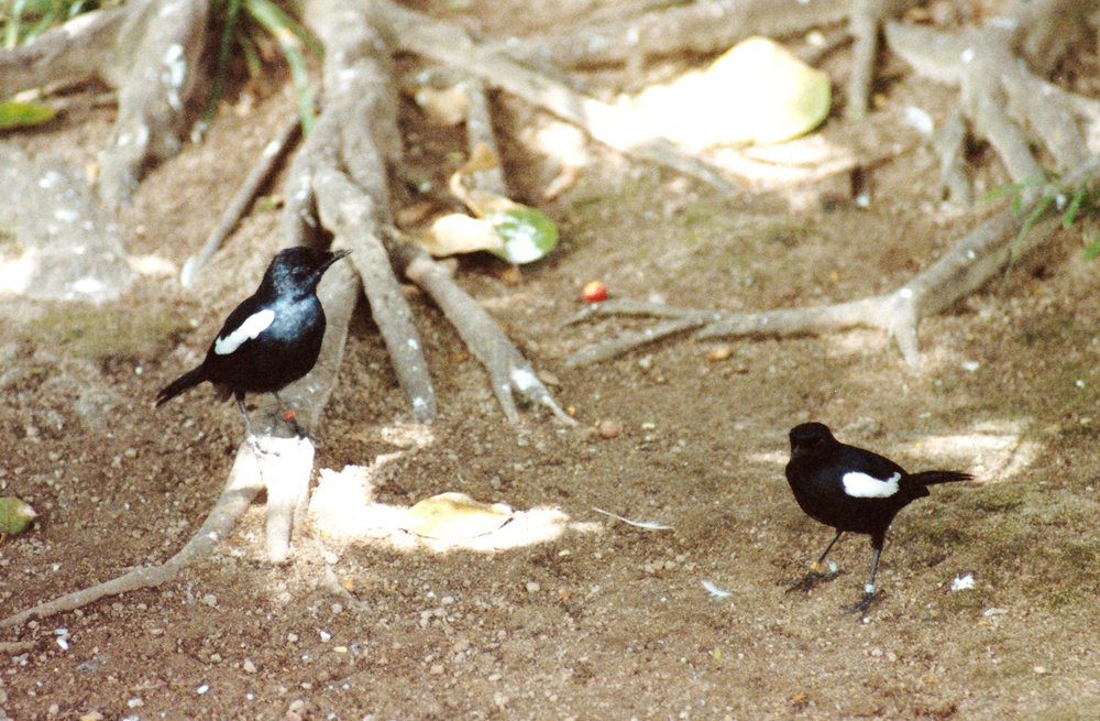 One-tenth of the world's population of Seychelles Magpie Robins</a>.