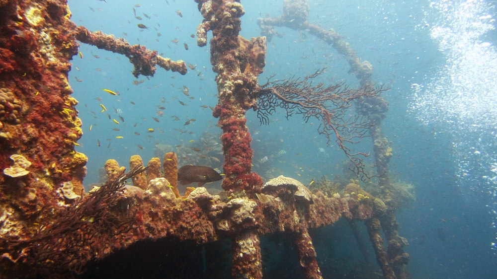 The Lesleen M wreck has been thoroughly encrusted with coral over the years.