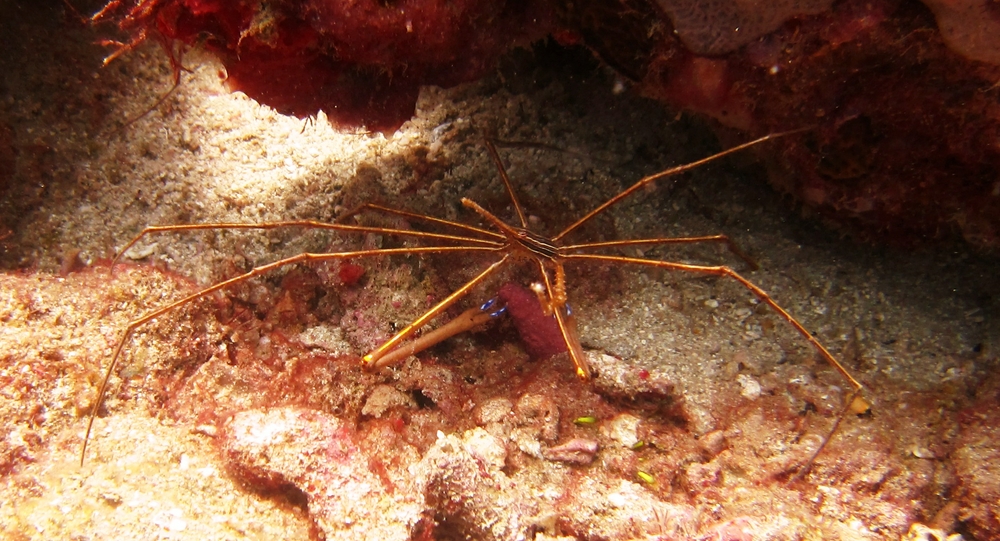 Another Yellowline Arrow crab.