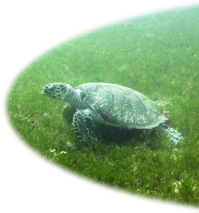 Hawksbill Turtle near the Vicky B wreck.