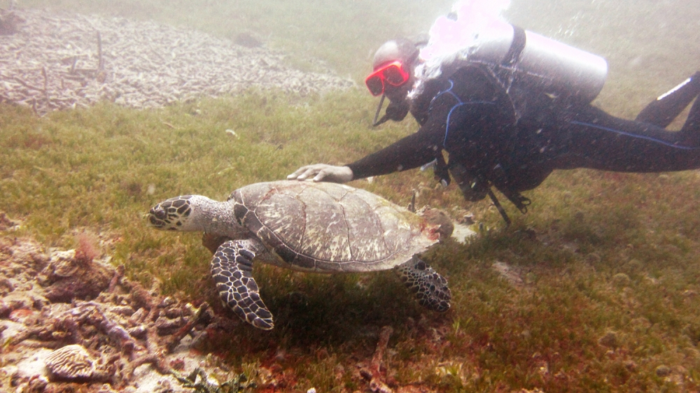 Our dive leader pats another Hawksbill near the Lesleen M wreck.