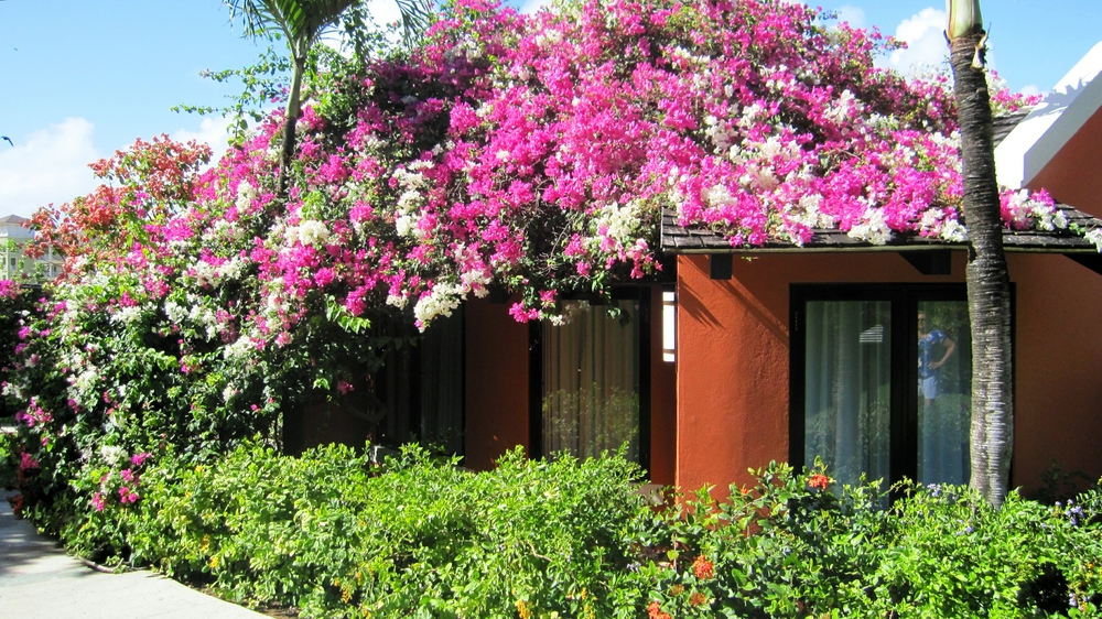 There's bougainvillea everywhere.