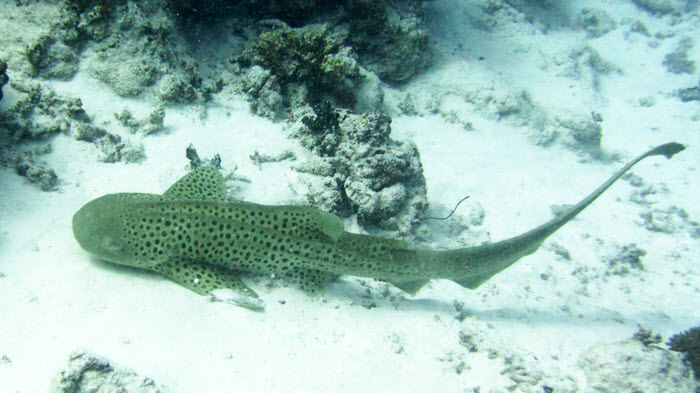 A Leopard Shark (Stegastoma fasciatum), sometimes known as a Zebra Shark.  Note the elongated upper tail fin and absence
            of lower tail fin.  (132k)