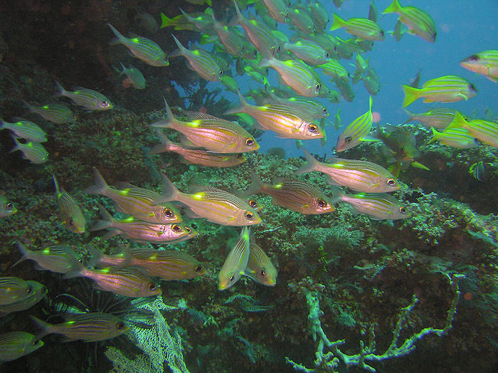 Gold-striped Bream and Blue striped Snappers at Kudarah Tilla.  (109k)