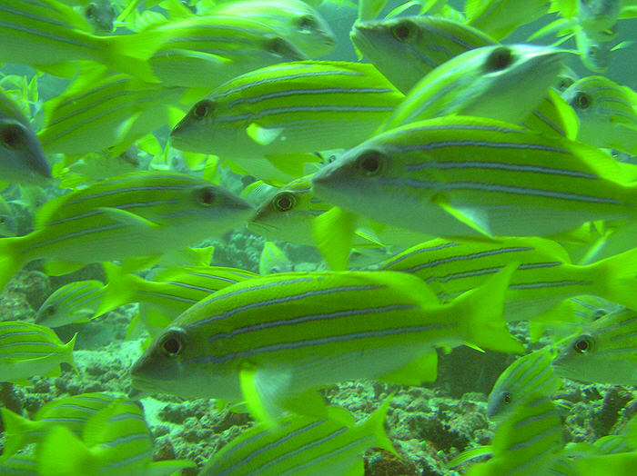 Dense shoal of Blue striped Snappers at Kudarah Tilla. (94k)