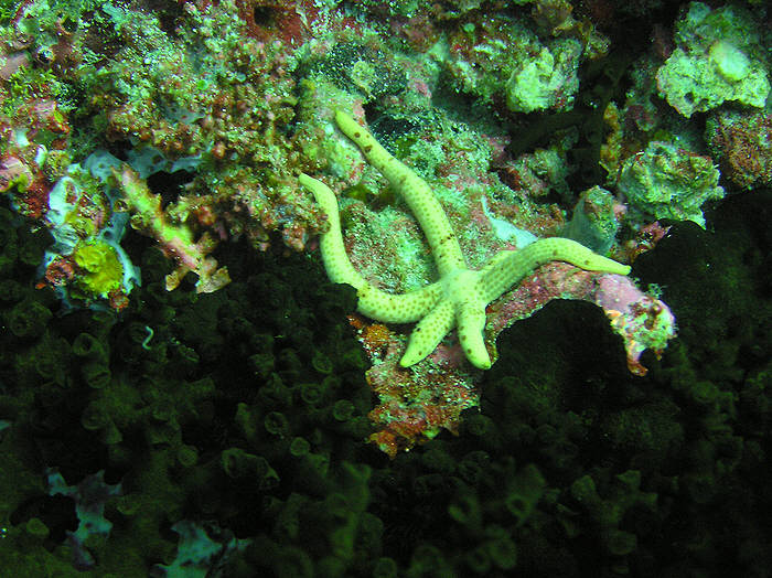 The common Maldivean form of the Multi-pore sea star, Linckia multiflora, with damaged limbs.  (106k)