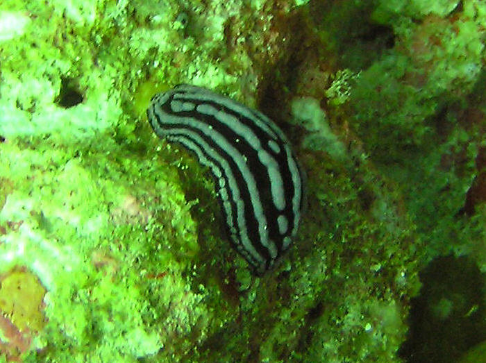 The Nudibranch Rose Phyllidiella.  (99k)