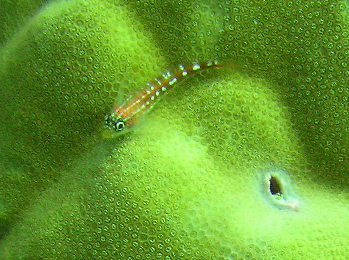 Tiny Nalolo blenny, Ecsenius nalolo, I think, crouched on a big coral.   (102k)