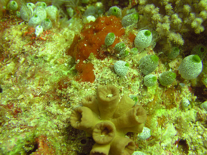 Dendrophyllidae coral and Zoanthids of some sort. (110k)