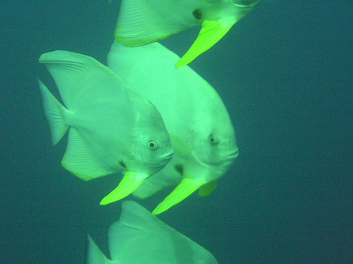 Curious Batfish, Platax orbicularis, come to check us out at Bopu Tilla.  (77k)